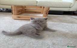 British Shorthair cats for sale: Lilac Brithish Shorthair  - Image 4