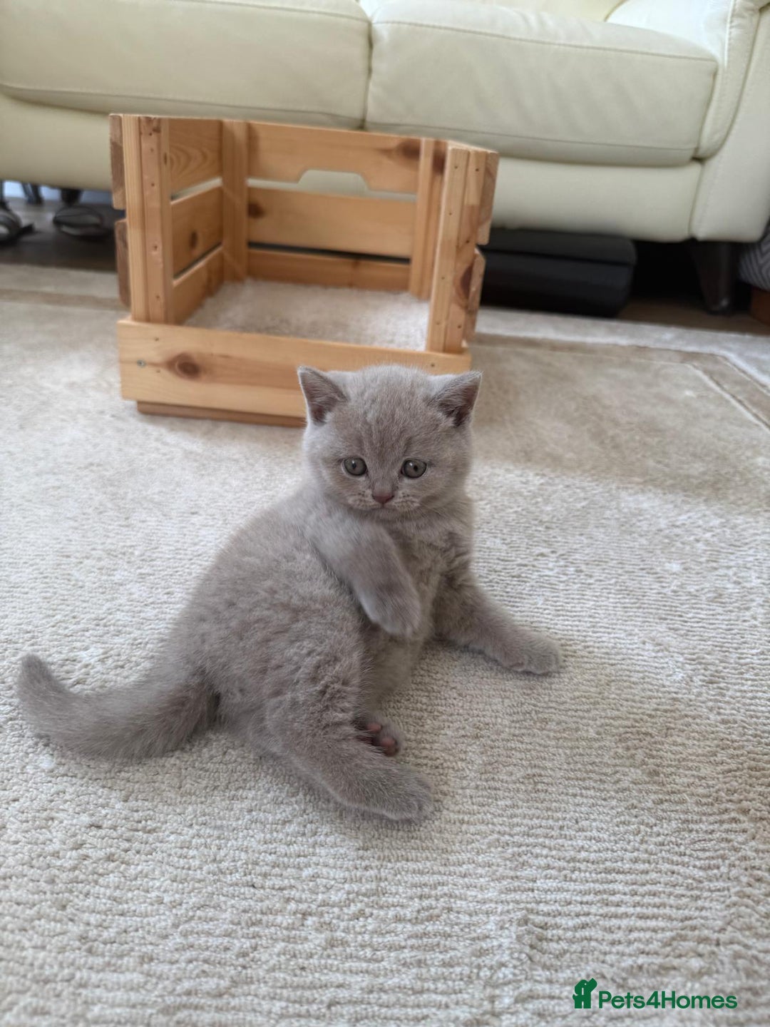 British Shorthair cats for sale: Lilac Brithish Shorthair  - Image 4