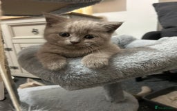 British Shorthair cats for sale: Stunning lilac BSH  - Image 28