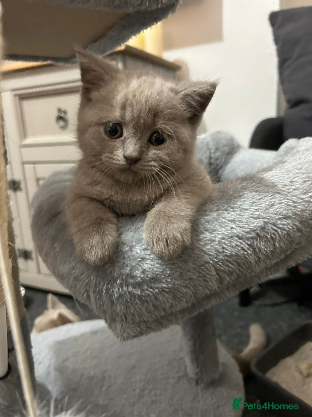 British Shorthair cats for sale: Stunning lilac BSH  - Image 28