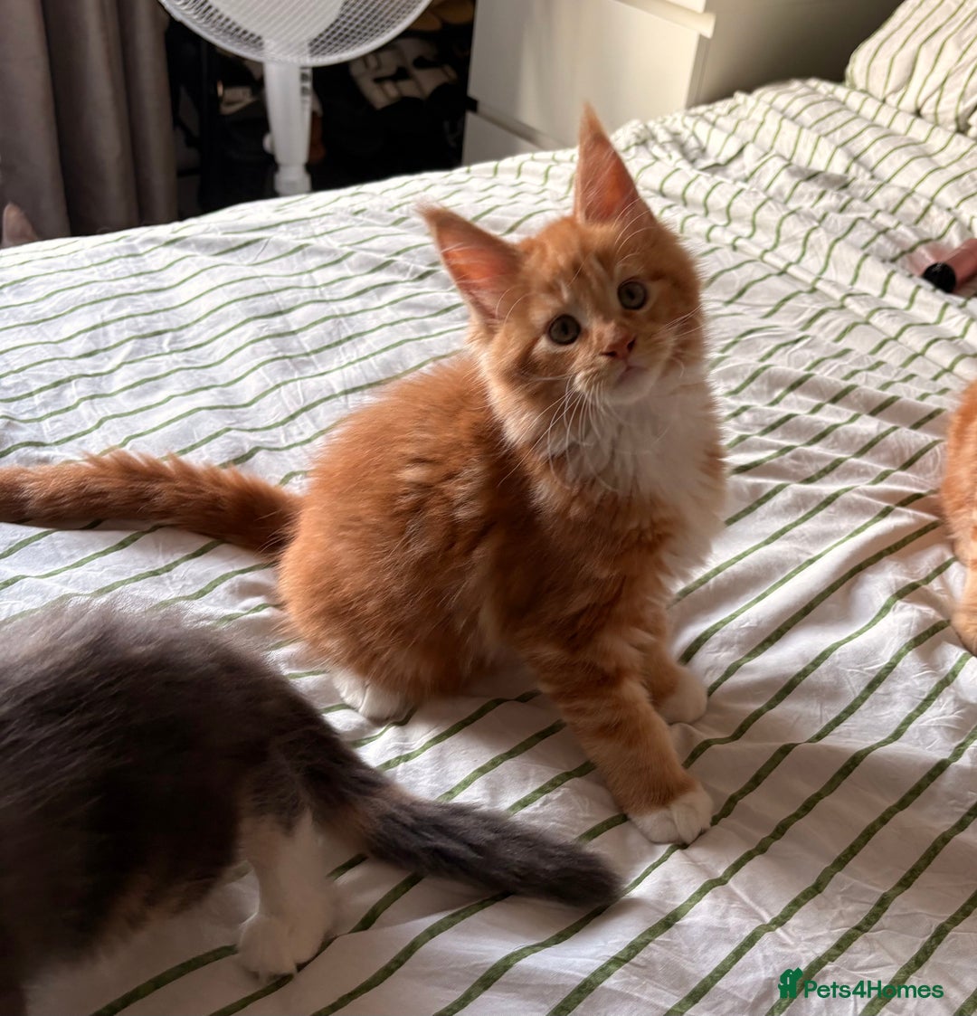 Maine Coon cats for sale: Stunning TICA REGISTERED Maine Coon kittens  - Image 4