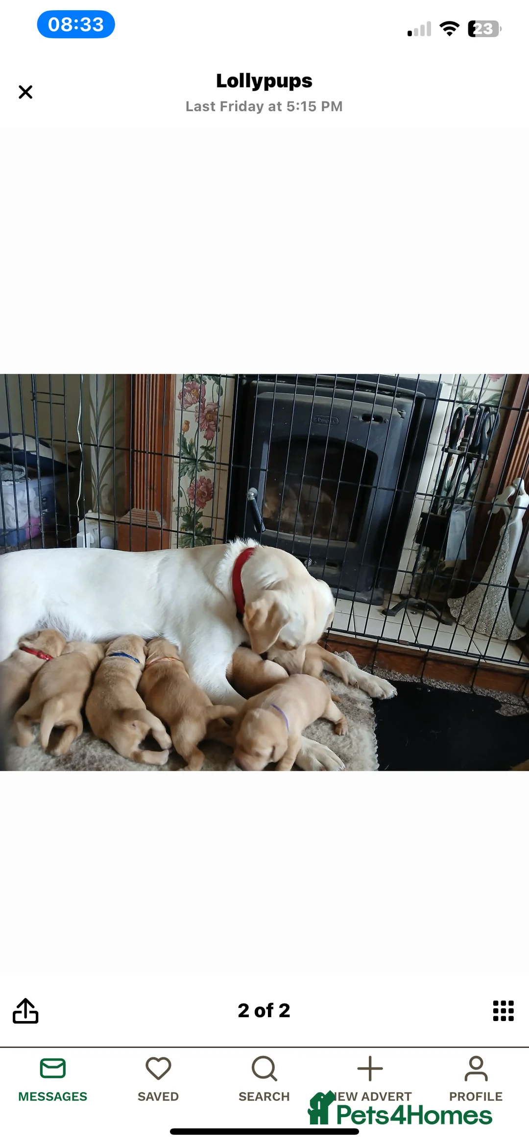 Labrador Retriever dogs for stud: Dark Fox Red Labrador For Stud in Leeds - Advert 10