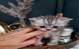 British Shorthair cats for sale: Blue eyed Silver tabby shaded BSH x Russian blue  - Image 14