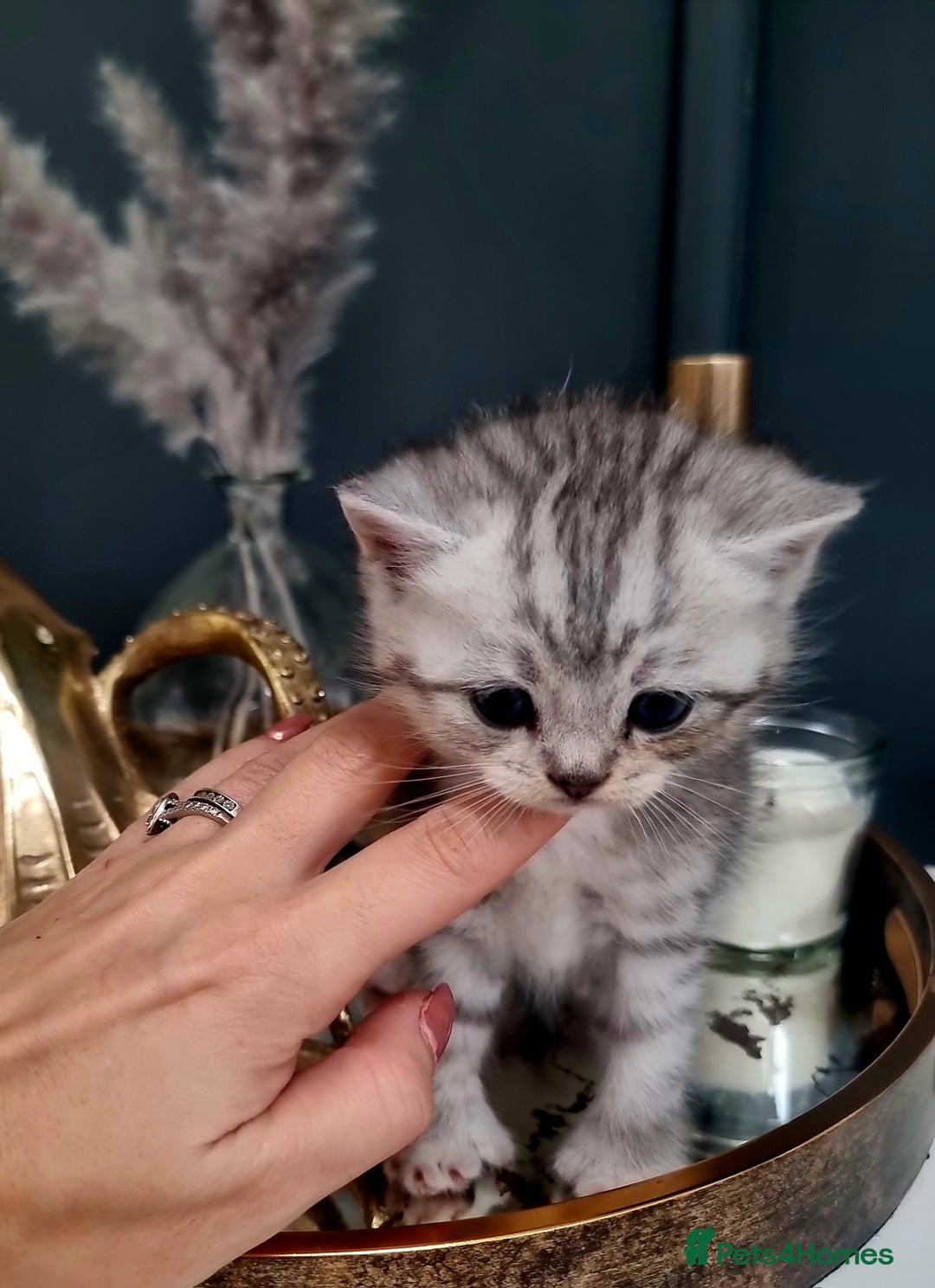 British Shorthair cats for sale: Blue eyed Silver tabby shaded BSH x Russian blue  - Image 14