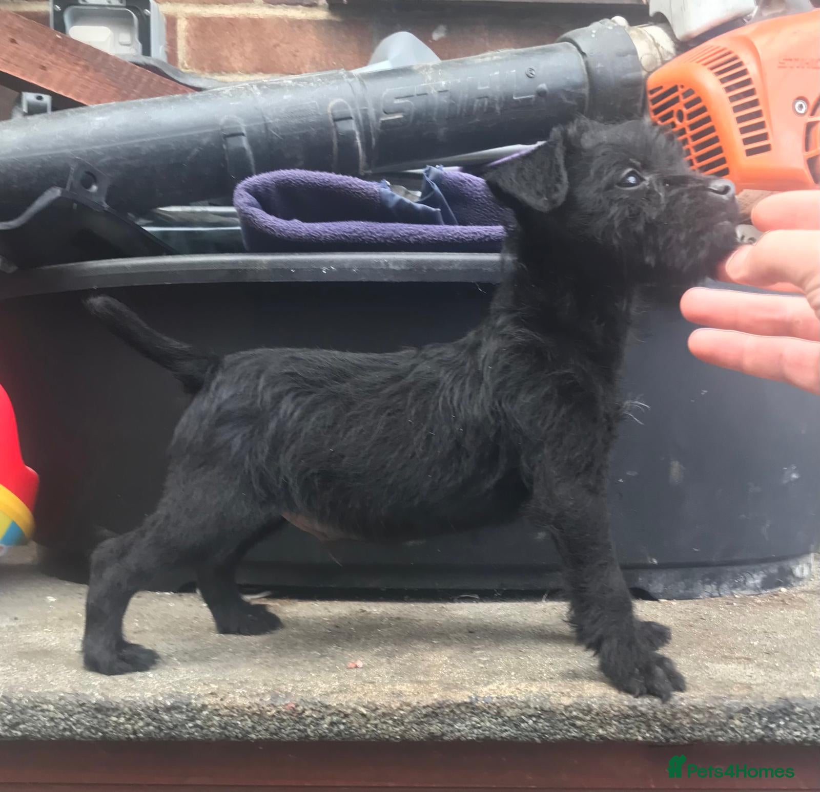 Patterdale Terrier dogs Patterdale fell  terrier puppies  - Advert 4