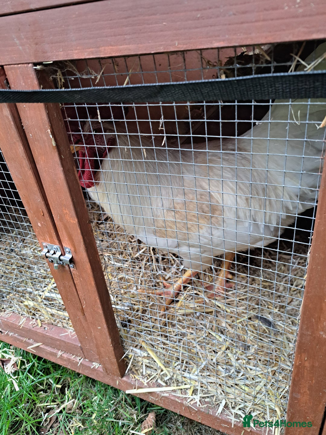 Chickens poultry for sale: White Leghorn Cockerel  - Image 1