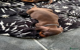 Miniature Dachshund dogs for sale: Miniature Chocolate & Tan Dachshund Quick sale  - Image 7