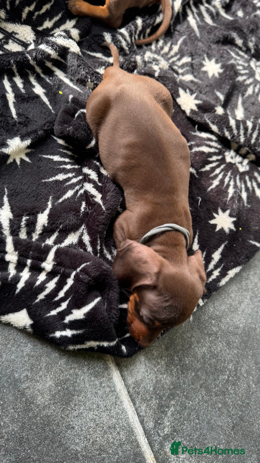 Miniature Dachshund dogs for sale: Miniature Chocolate & Tan Dachshund Quick sale  - Image 7