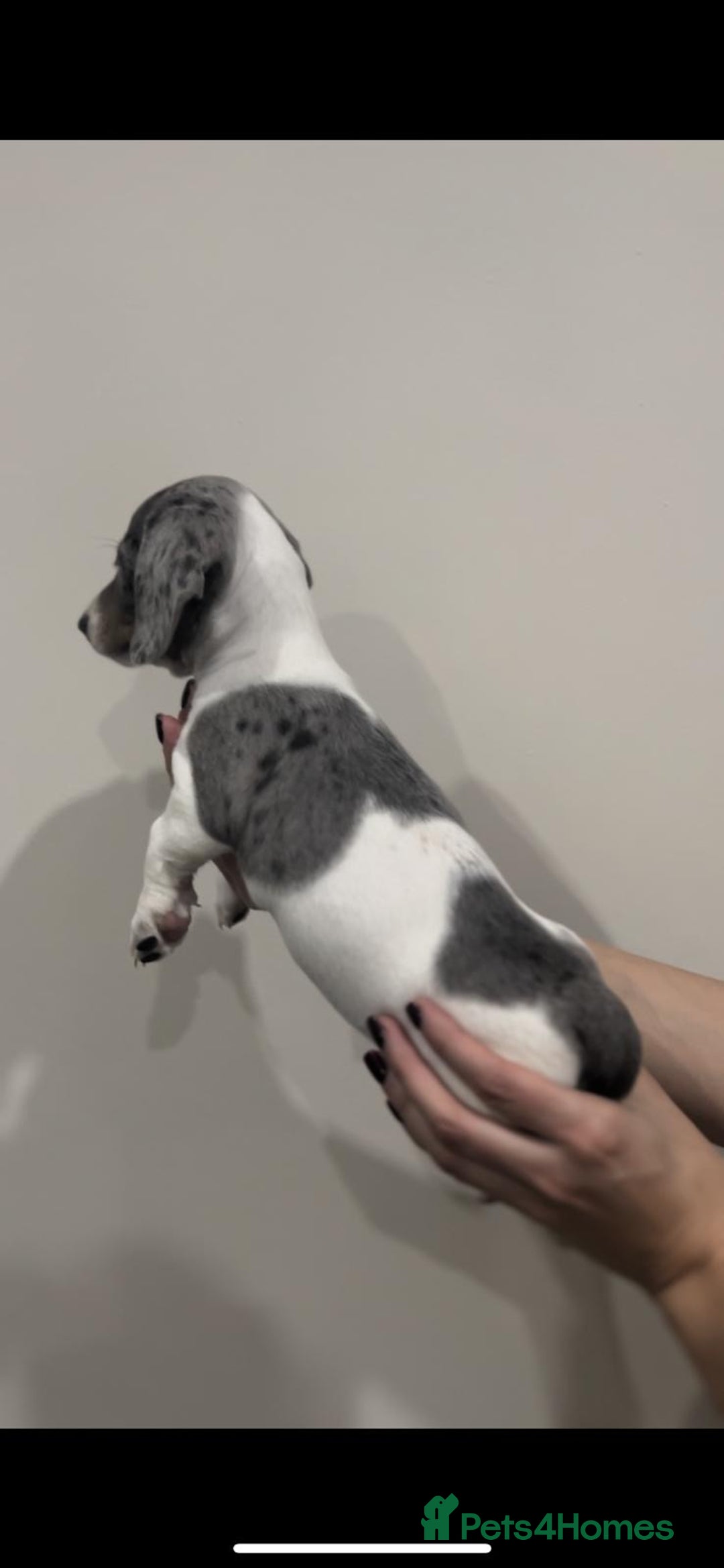 Miniature Dachshund dogs for sale: 4 MINIATURE DACHSHUND PUPPIES 🤍  - Advert 30