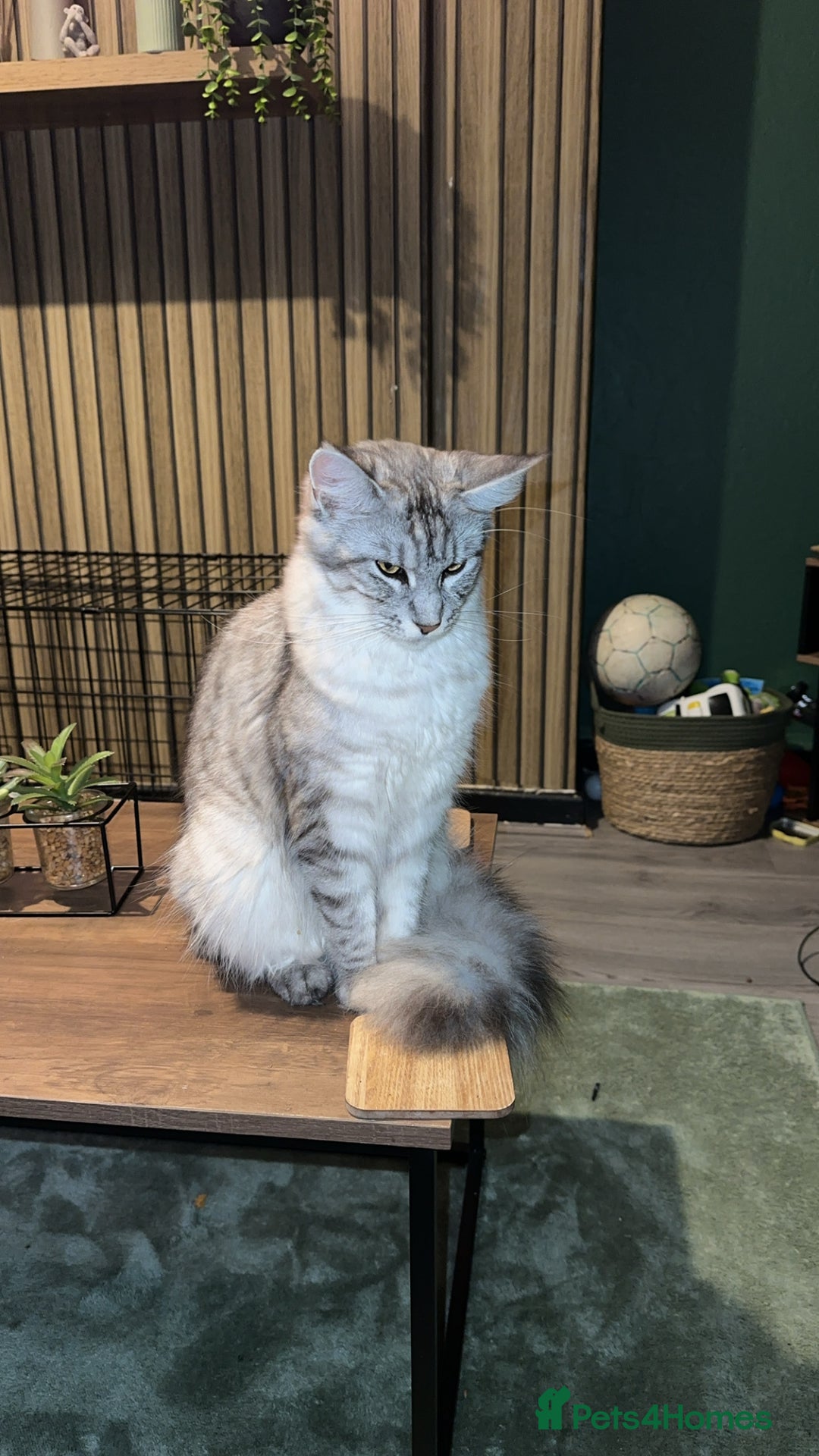 Maine Coon cats for sale: Maine coon x BSH - Advert 1