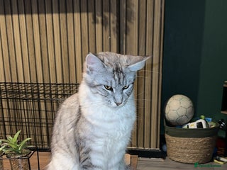 Maine Coon cats Maine coon x BSH - Advert 2