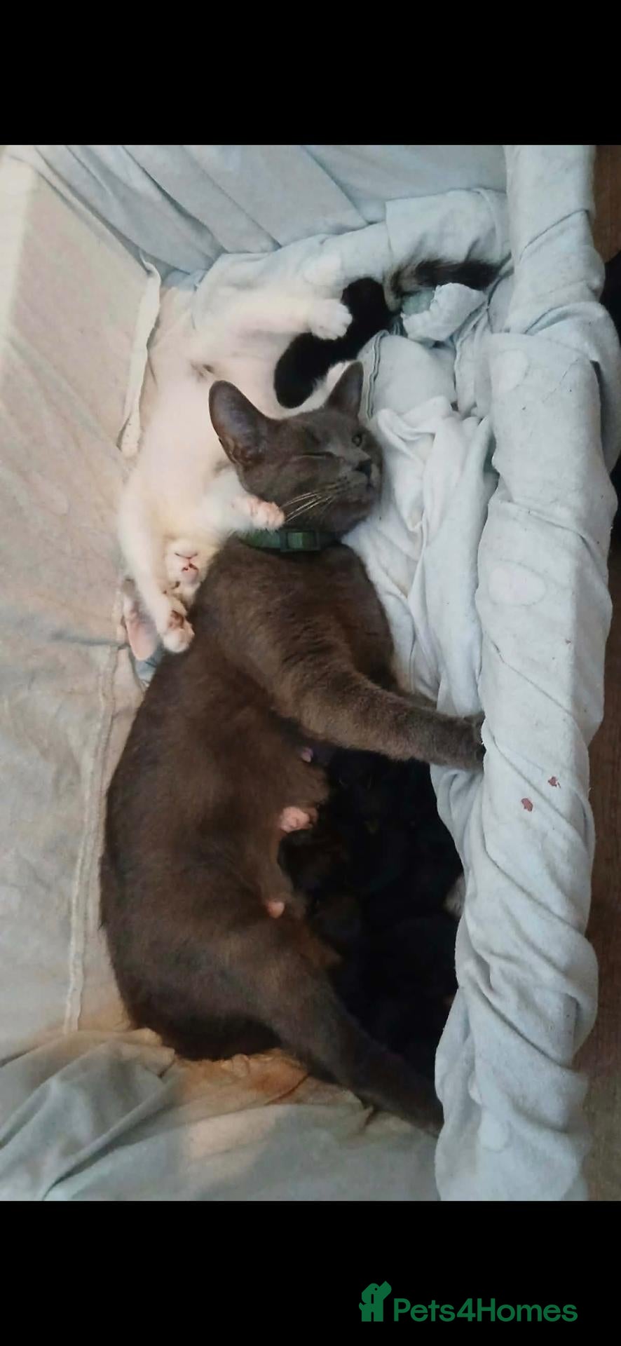 Mixed Breed cats 6 black kittens  - Advert 5