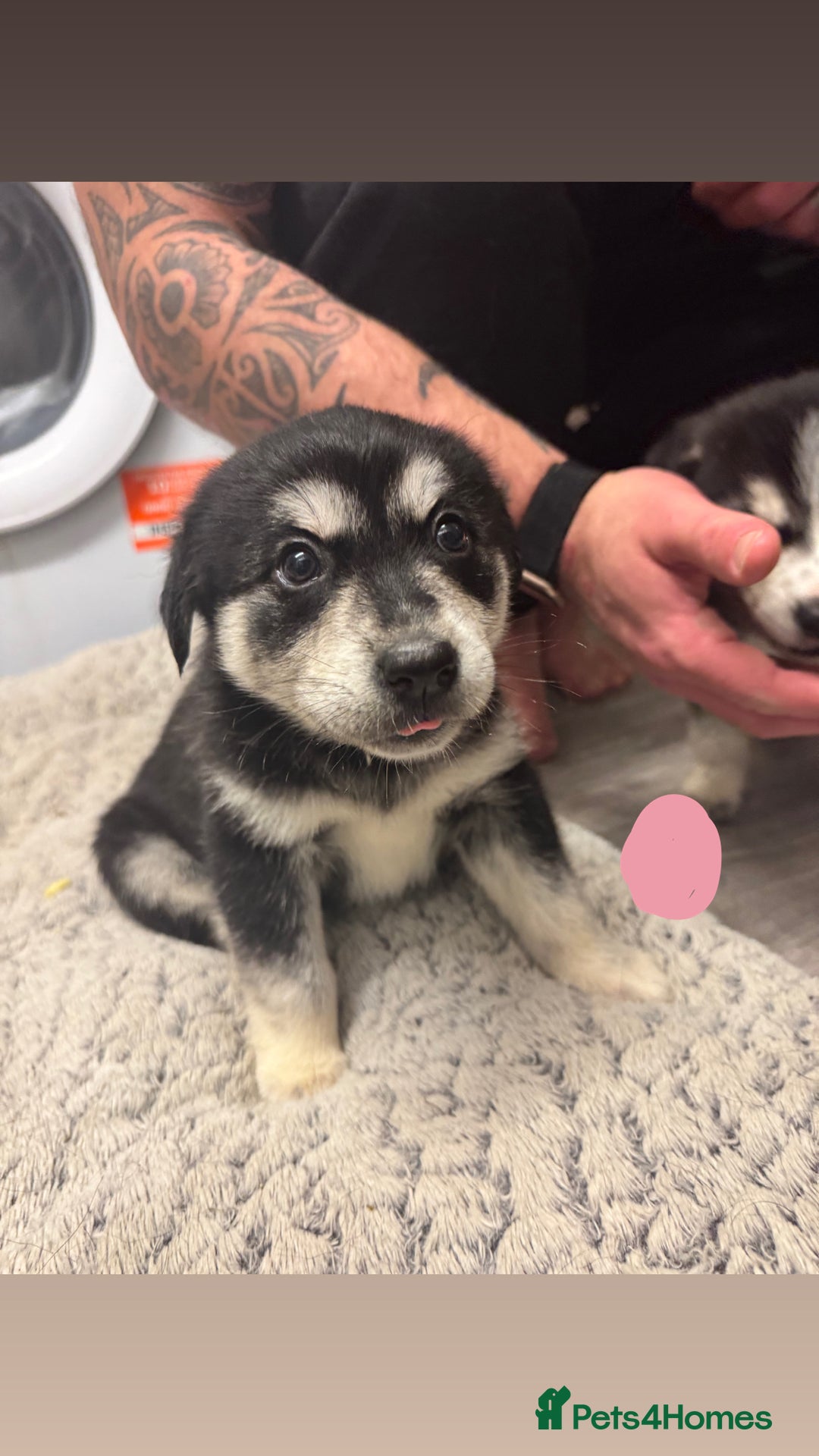 Mixed Breed dogs for sale: Beautiful huskadors - Advert 5