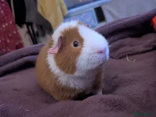 Guinea Pig rodents Pure Teddy Boy - Advert 2