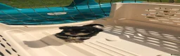 Jackapoo dogs for sale: 6 beautiful jackapoo pups - Advert 8