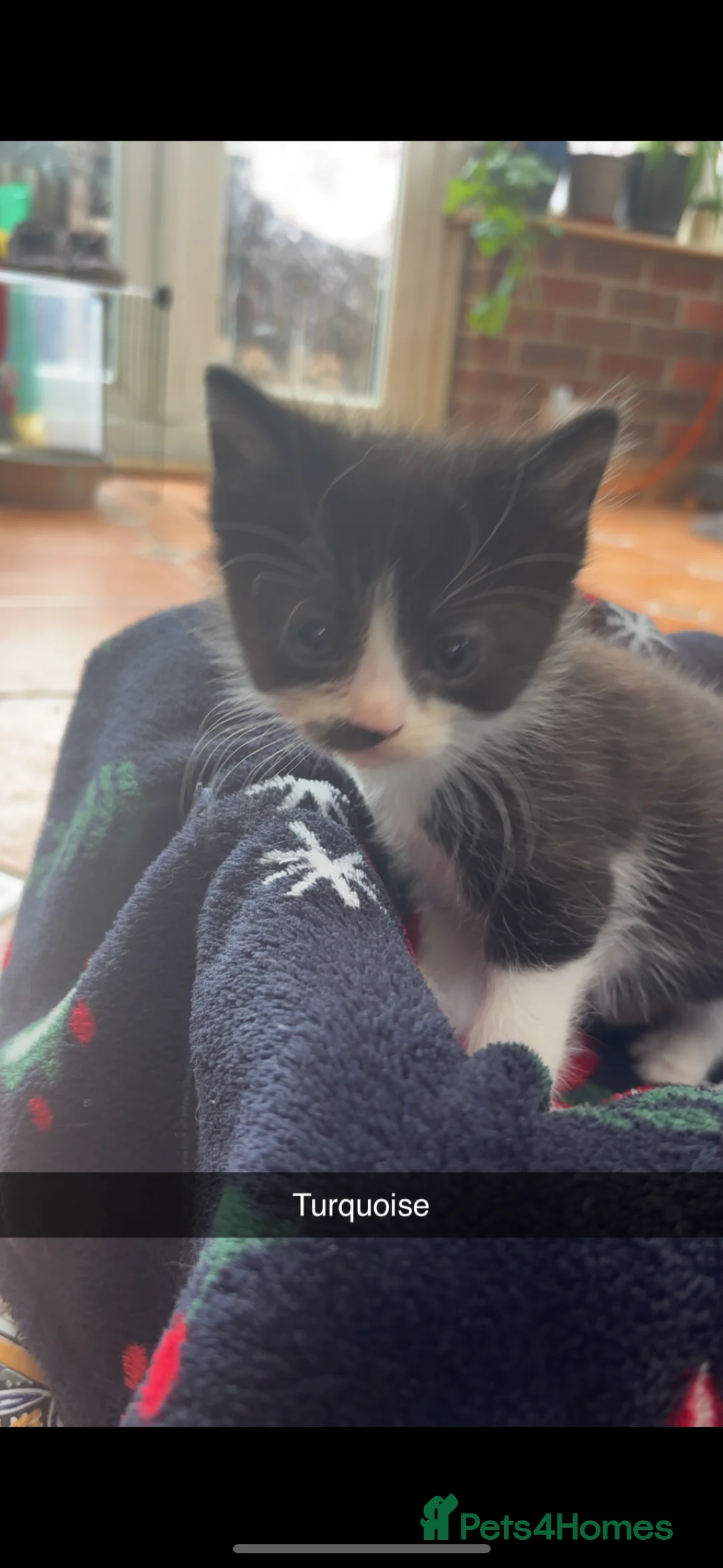 British Shorthair cats for sale: Beautiful tuxedo kittens  - Advert 2