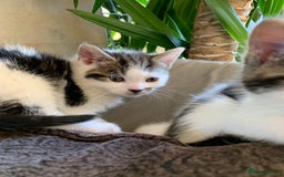British Shorthair cats for sale: Gorgeous Kittens  - Image 30