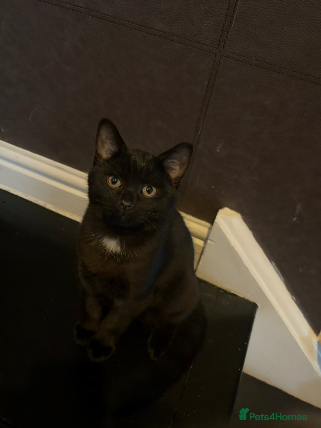 Mixed Breed cats for sale: British Short Hair and Tuxedo Cat Mix Breed  - Advert 6