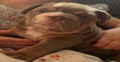 English Bulldog dogs - Advert 15