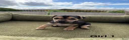 Jack Russell dogs for sale: Black & Tan Jack Russell Puppies  in Richmond - Advert 9