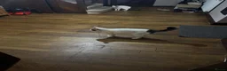 Mixed Breed cats for adoption: Time is nearly up for bonded pair rescue cats2yrs  - Advert 7