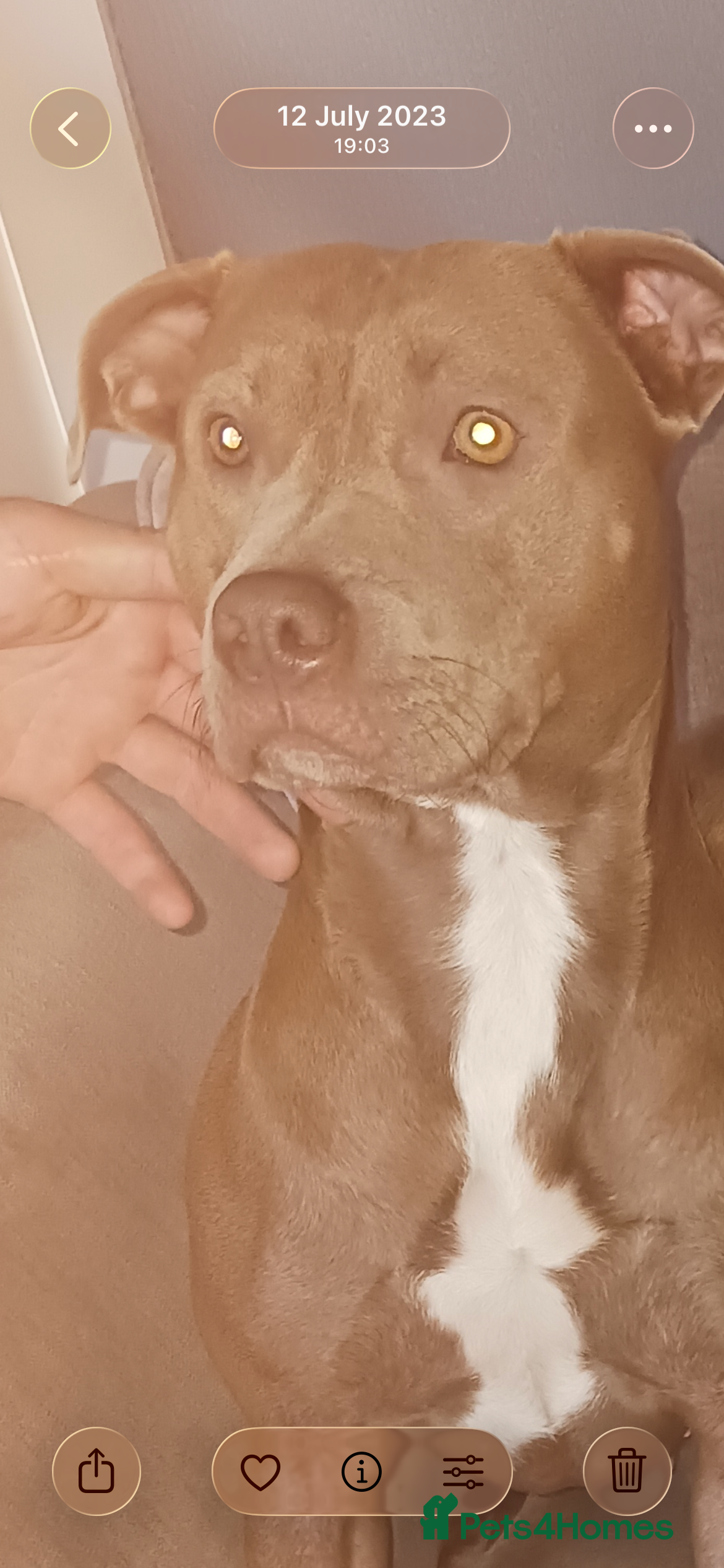 Staffordshire Bull Terrier dogs Staffy pups for sale  - Advert 4