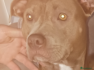 Staffordshire Bull Terrier dogs Staffy pups for sale - Advert 1