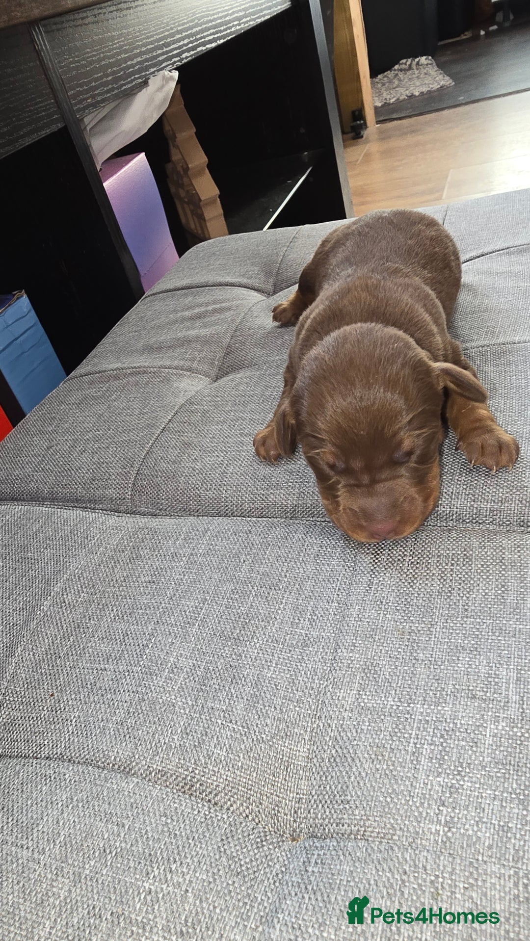 Dachshund dogs for sale: Mini dashhound  - Advert 12