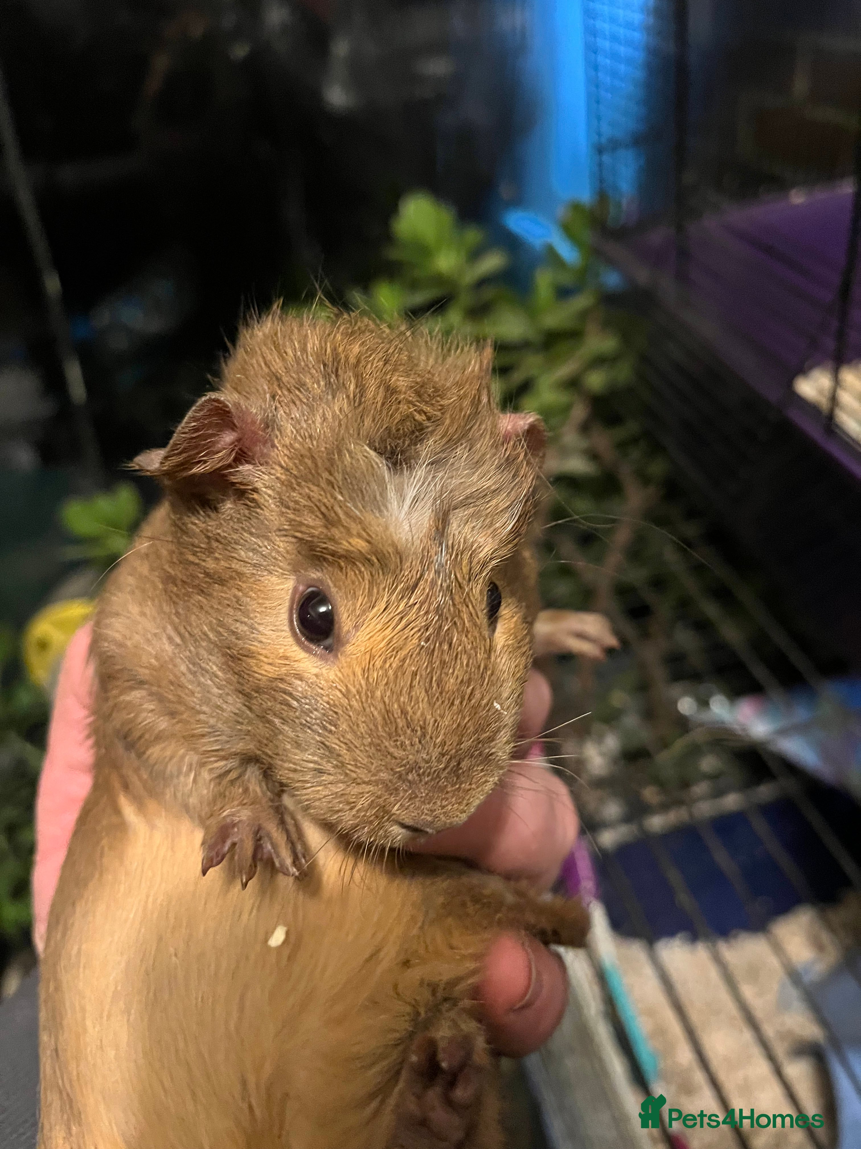 Guinea Pig rodents  guinea pigs boys  - Advert 2