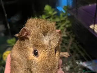 Guinea Pig rodents guinea pigs boys - Advert 2