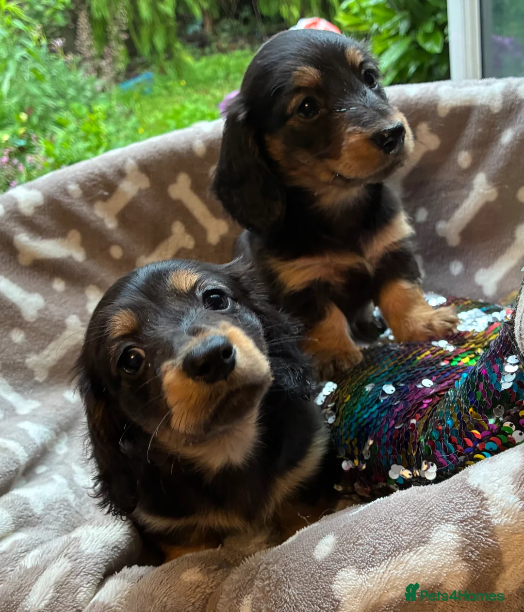 Miniature Dachshund dogs for sale: Two female LH MINI DACHSHUND pups PRA CLEAR ,  - Advert 1