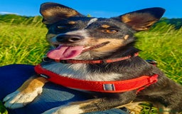 Miniature Pinscher dogs for adoption: Vesta: The Puppy in the Box Who Refused to Die - Image 1