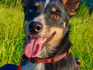 Miniature Pinscher dogs - Advert 27