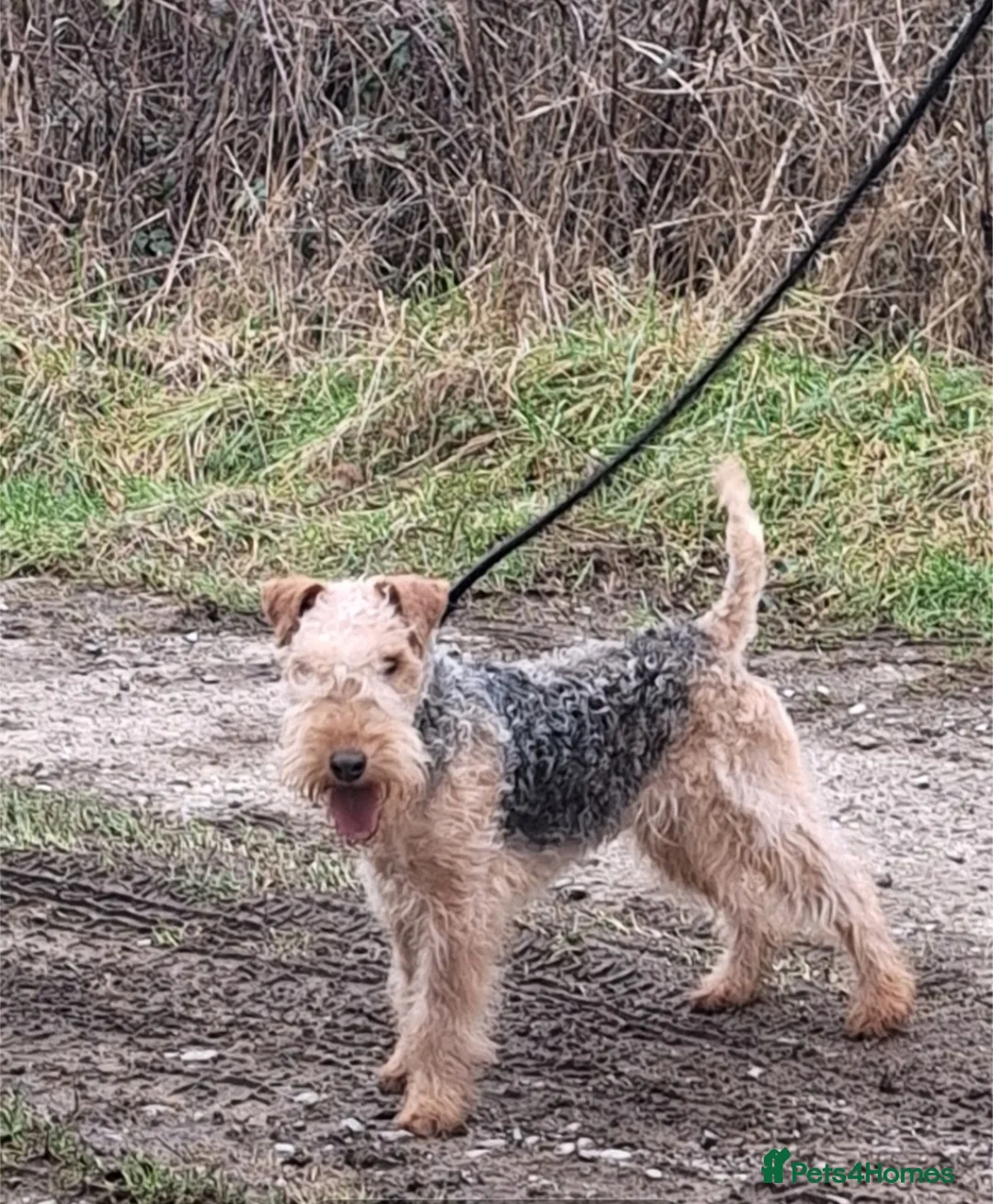 Lakeland Terrier dogs for sale: Lovely Young Lakeland looking for his forever home - Advert 1