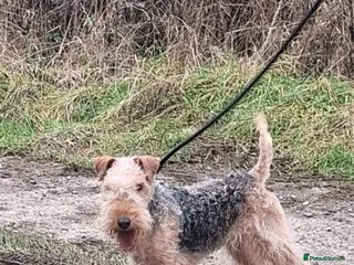 Lakeland Terrier dogs Lovely Young Lakeland looking for his forever home - Advert 2
