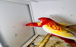 Parakeets birds for sale: Stunning Rubino/pastel rosellas for sale   - Image 11