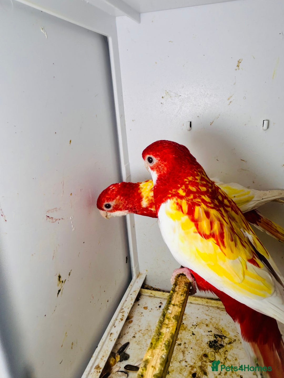Parakeets birds for sale: Stunning Rubino/pastel rosellas for sale   - Image 11