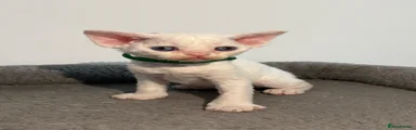 Devon Rex 2