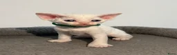 Devon Rex cats for sale: 😻 Devon rex Kittens available 😻❤️ - Advert 34