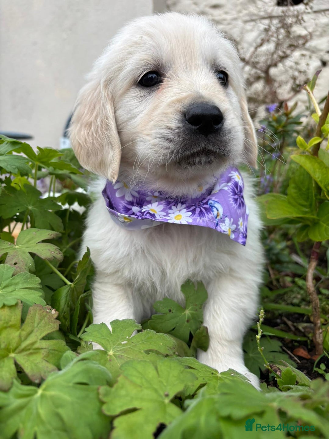 Golden Retriever dogs for sale: ❤️ Superb Litter of Golden Retriever Puppies ❤️ - Image 30