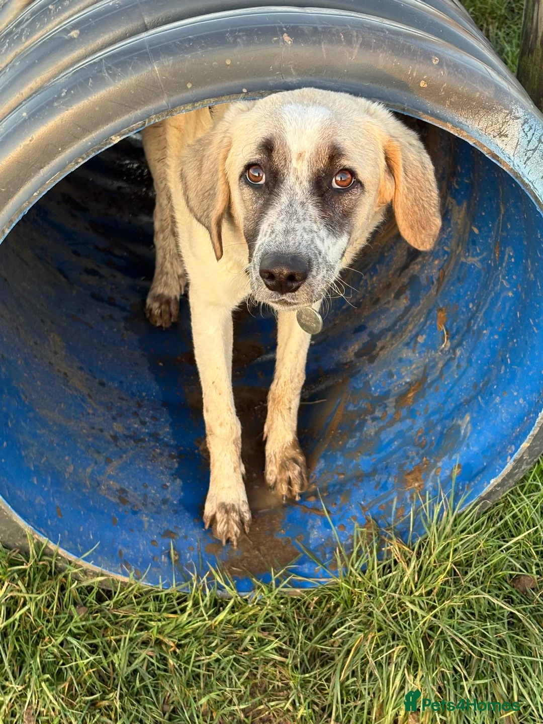 Mixed Breed dogs for adoption: Amara: Beautiful Soul Seeking a Family to Love - Advert 6