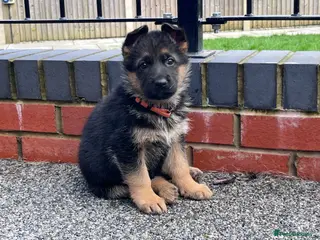 German Shepherd dogs KC reg German shepherd puppies - Advert 5