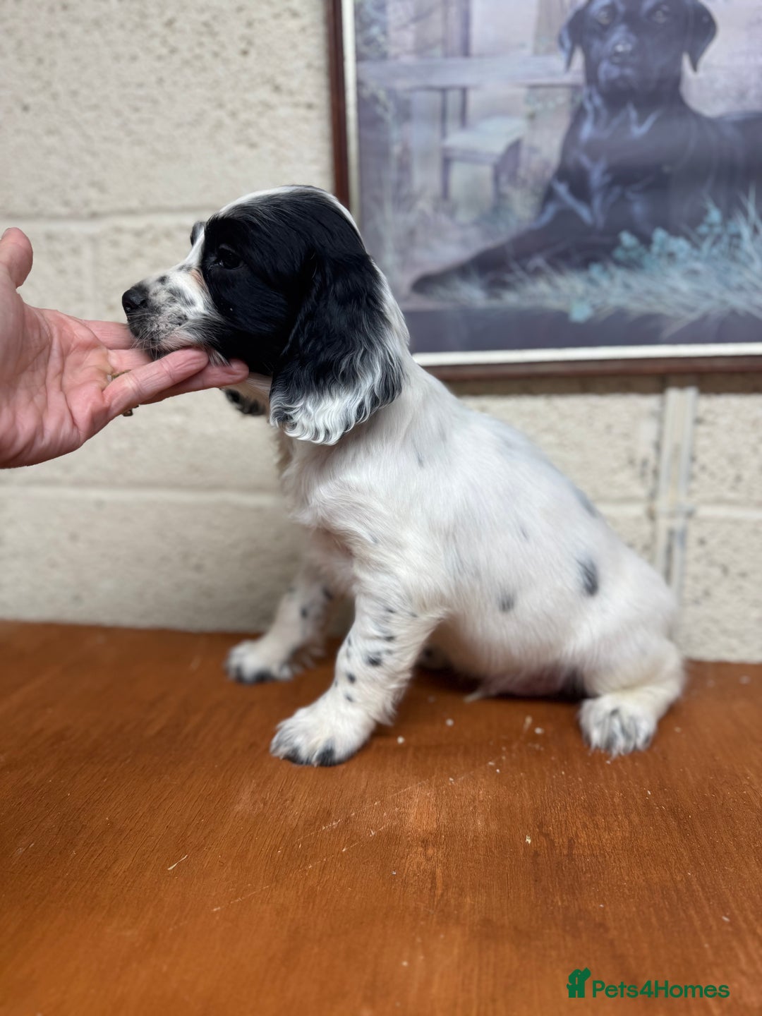 English Springer Spaniel dogs for sale: 2 male Working springer spaniels ready to leave! - Advert 3
