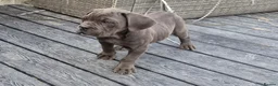 Cane Corso dogs for sale: 💜 IMPRESSIVE FULL PEDIGREE CANE CORSO LITTER 💜 - Advert 11