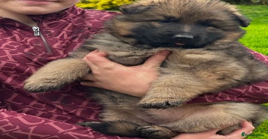 German Shepherd dogs - Advert 8
