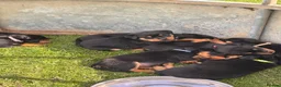 Rottweiler dogs for sale: Stunning Rottweiler Puppies  - Advert 3