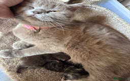 Scottish Fold cats for sale: Scotish kitten  - Image 21