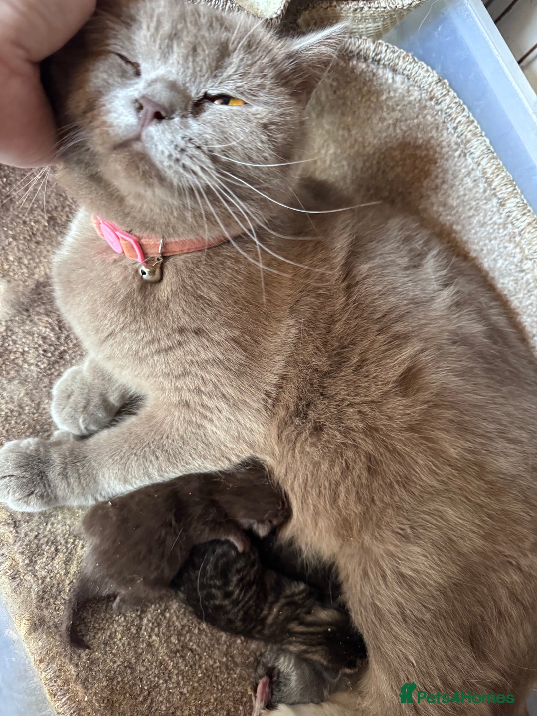 Scottish Fold cats for sale: Scotish kitten  - Image 21