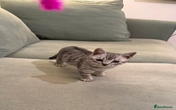 Bengal cats for sale: ❄️🐾Champion bloodline Snow Bengals 🐾❄️ - Image 1