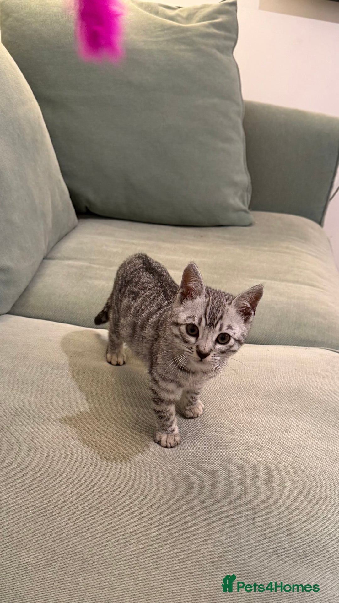 Bengal cats for sale: ❄️🐾Champion bloodline Snow Bengals 🐾❄️ - Image 1